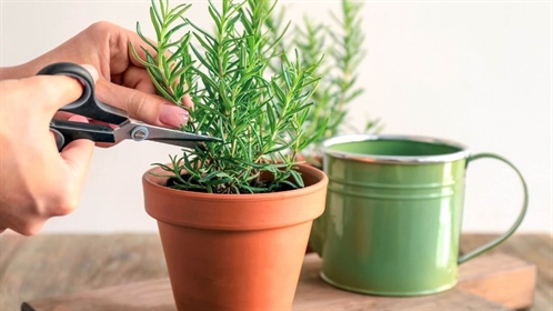 Comment faire un plant de romarin par bouturage