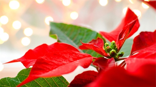 How to Care for a Poinsettia at Home