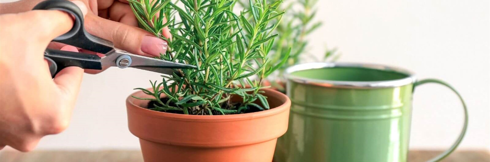 How to make a rosemary cutting